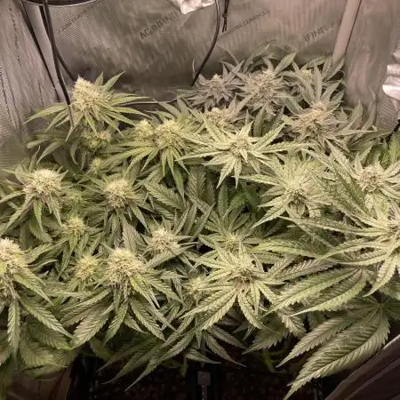 Cali Fruitsalad Grow #2