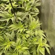 The Devil and his Drink