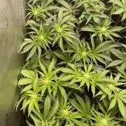 Two Lobsters One Tent