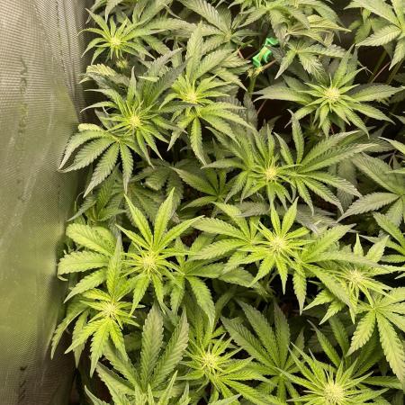 Two Lobsters One Tent