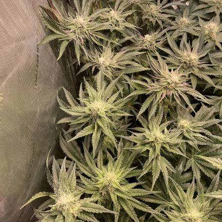 Two Lobsters One Tent