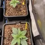 The Devil and his Drink