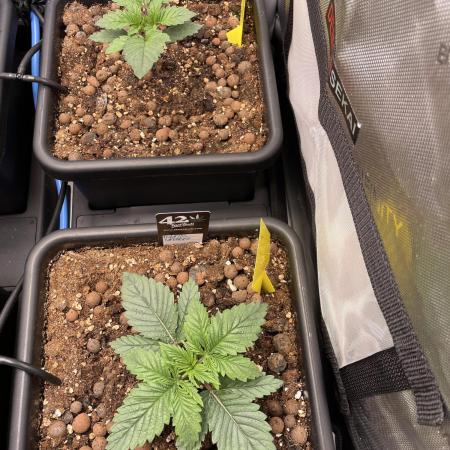 The Devil and his Drink