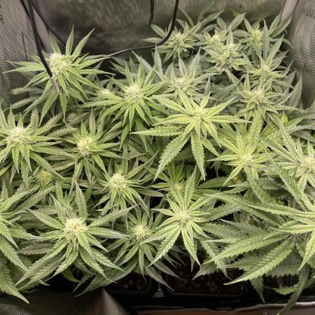 Cali Fruitsalad Grow #2
