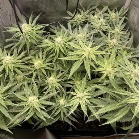 Cali Fruitsalad Grow #2