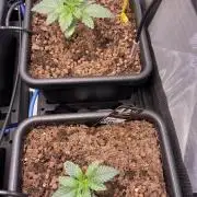 Blue plus Red is Hollow Technique Purpel