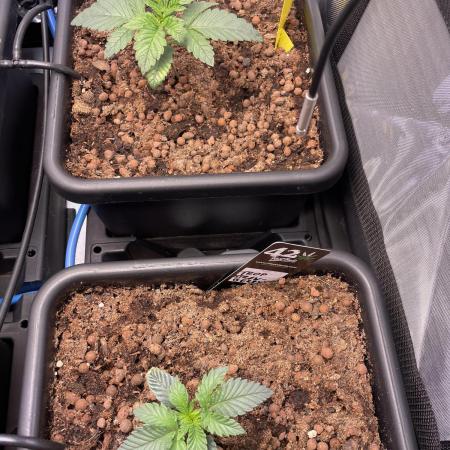 Blue plus Red is Hollow Technique Purpel