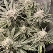 The Devil and his Drink