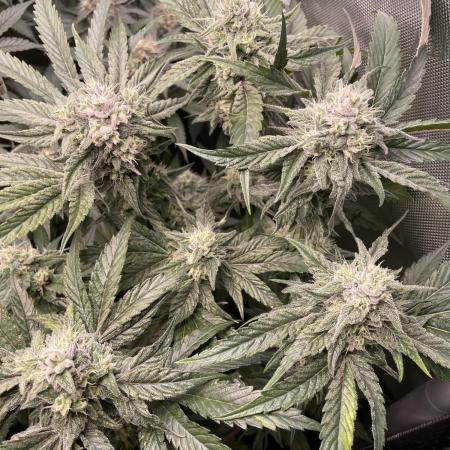 The Devil and his Drink