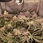 Cali Fruitsalad Grow #2