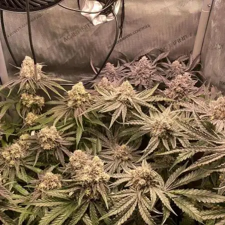 Cali Fruitsalad Grow #2