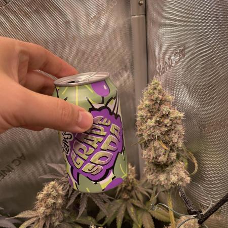Cherry Gar-See-Ya Grow #1