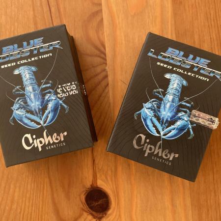 Two Lobsters One Tent