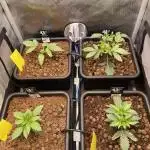 Cali Fruitsalad Grow #2