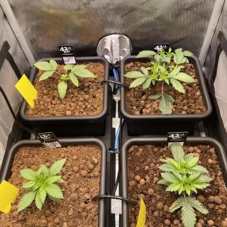 Cali Fruitsalad Grow #2