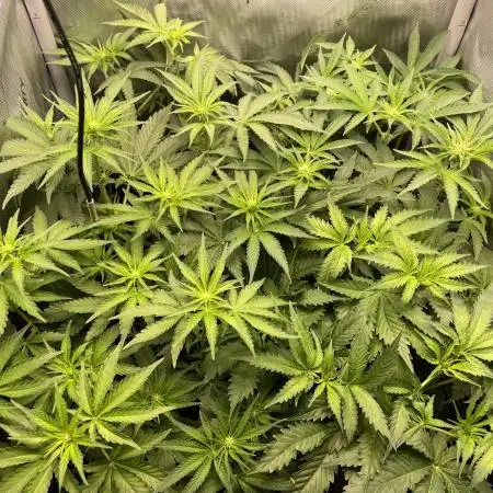 Cali Fruitsalad Grow #2