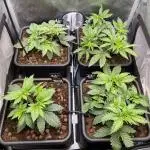Cali Fruitsalad Grow #2