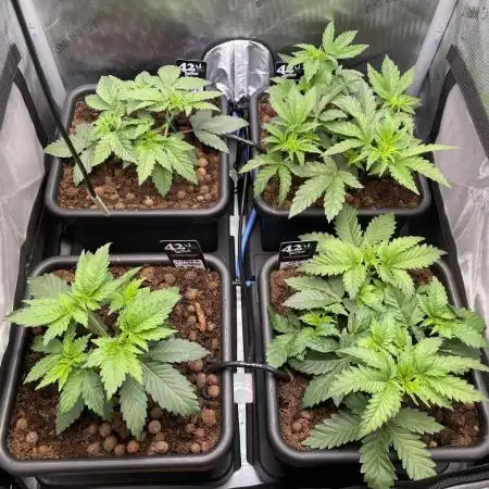 Cali Fruitsalad Grow #2