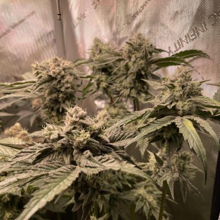 The Devil and his Drink