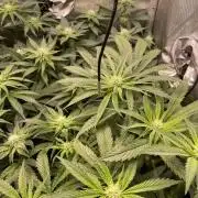 The Devil and his Drink