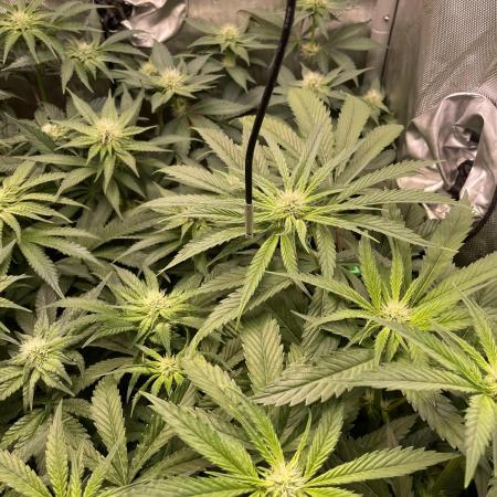 The Devil and his Drink