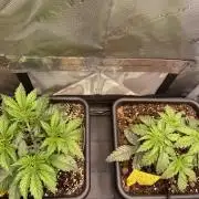 Two Lobsters One Tent