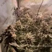 Two Lobsters One Tent