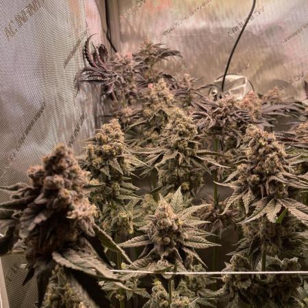 Two Lobsters One Tent