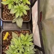 The Devil and his Drink