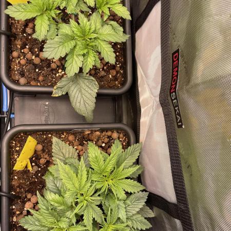 The Devil and his Drink