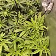 The Devil and his Drink