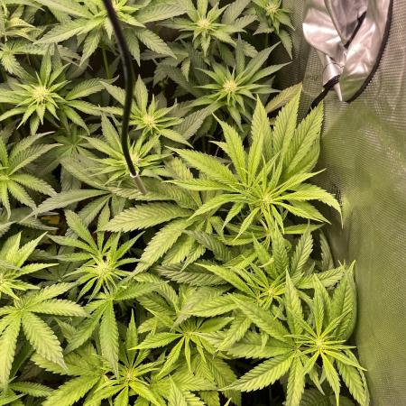 The Devil and his Drink