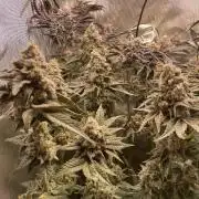 Two Lobsters One Tent