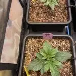 Two Lobsters One Tent