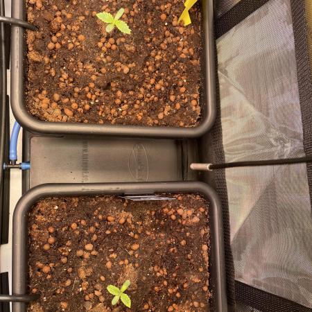 Blue plus Red is Hollow Technique Purpel