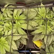 The Devil and his Drink