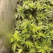 Two Lobsters One Tent