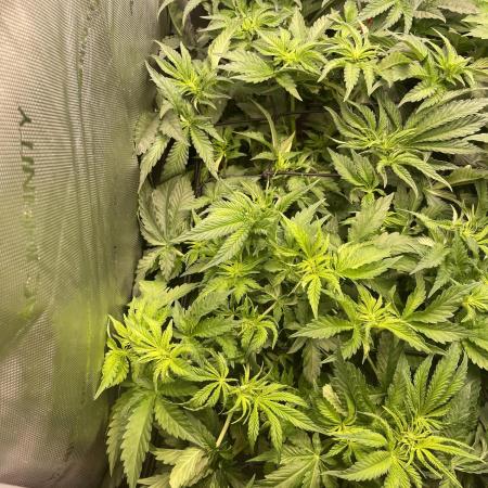 Two Lobsters One Tent