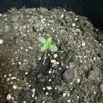 Grow on the south Window side