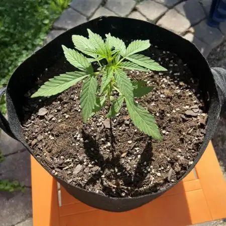 OG Kush auto - 1st time grower