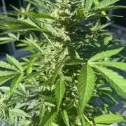 2026 Grow