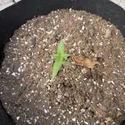 2026 Grow