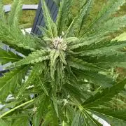 2026 Grow