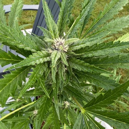 2026 Grow