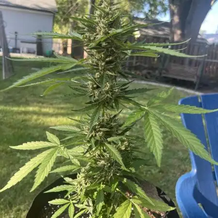 OG Kush auto - 1st time grower
