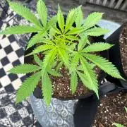 2026 Grow