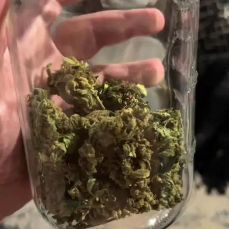 OG Kush auto - 1st time grower
