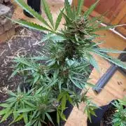 2026 Grow
