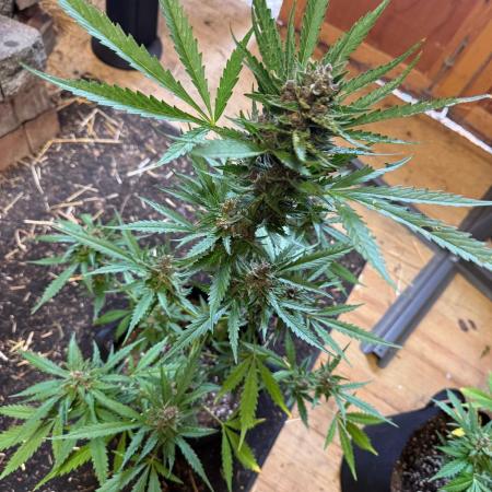 2026 Grow