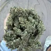 2026 Grow